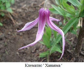 фото Клематис ' Ханаяма '